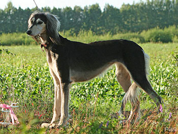 Aziz Xaharzade