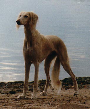 Aziz Azal