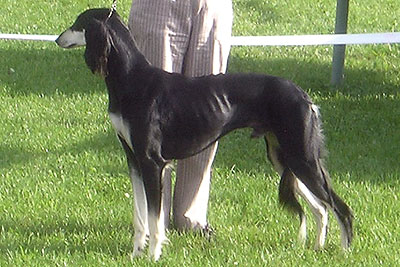 Aziz Barakat Daxlore