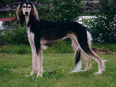 Sahrai Qathita