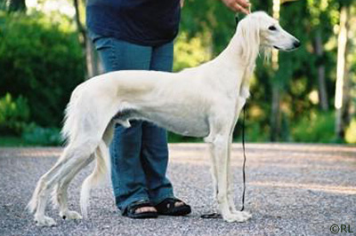 Aziz Sharik
